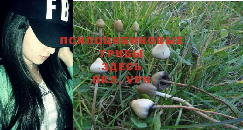 Галлюциногенные грибы Psilocybe  купить наркотики сайты  мега вход  Кизел 